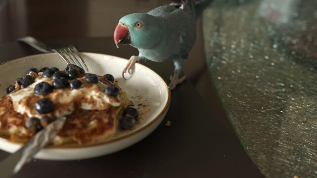 Ring-necked parakeet investigates a plate of pancakes adorned with blueberries and cream, showcasing its playful interaction with the food