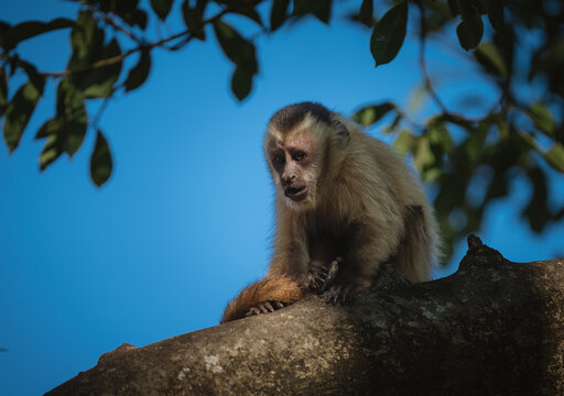 Close up of a capuchin monkey in the sunlight
