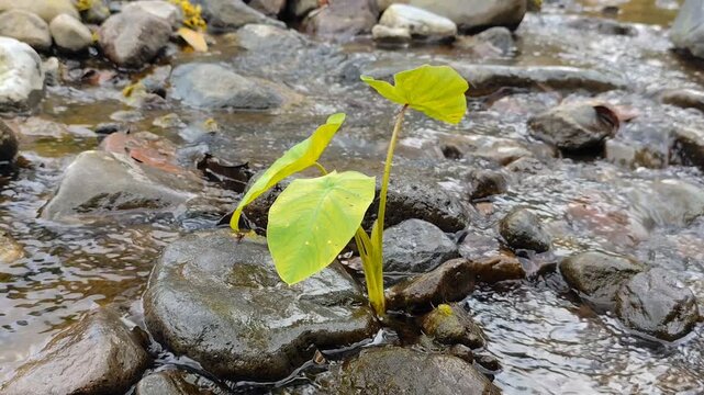 Young taro plants grow among the rocks in the river. The natural atmosphere is calm, peaceful, and fresh, with the river water flowing gently over the stones.
