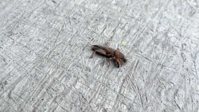 Tiny mole cricket or Gryllotalpa hirsuta across scratched gray surface. Its legs move with quick, purposeful motion. The surface is rough, with deep grooves