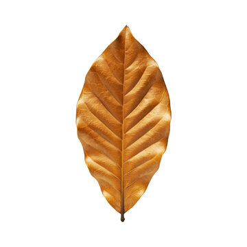 A single dried brown autumn leaf isolated on transparent background