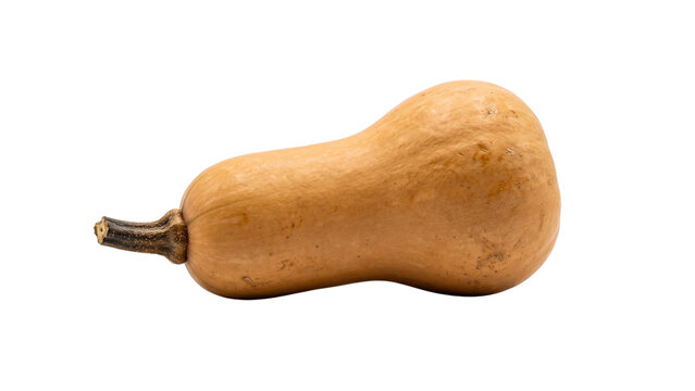 squash png image, A large yellow squash with a brown stem, shot of a butternut squash on a bright white background plain, autumn squash isolated on white background
