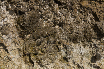 Fossil corals of the Red Sea. Ancient creatures, turned into stone. Reef corals. © Piotr