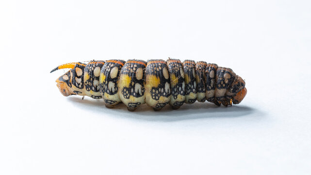 Hyles euphorbiae, the spurge hawk-moth, is a European moth of the family Sphingidae. Metamorphosis of the caterpillar before pupation.