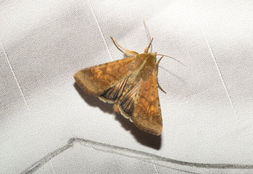 Orange-brown female cotton bollworm moth Helicoverpa armigera resting on a printed graphic surface