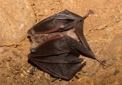 Rhinolophus horseshoe bat wrapped in wings noseleaf Bacho Kiro cave Bulgaria