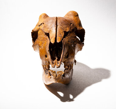 Brown skull of a hornless goat on a white background. Animal anatomy.