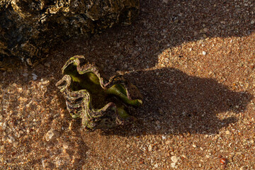 The maxima clam (Tridacna maxima), also known as the small giant clam. The fauna of the Red Sea. Sand, pebbles, corals. Background with a marine theme. © Piotr