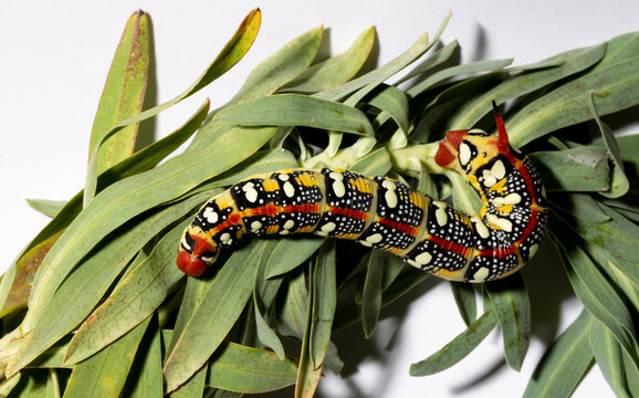 Hyles euphorbiae, the spurge hawk-moth, is a European moth of the family Sphingidae. The caterpillar eats the leaves of the Euphorbia virgata.