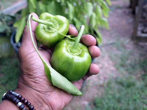 home garden - green peppers in hand