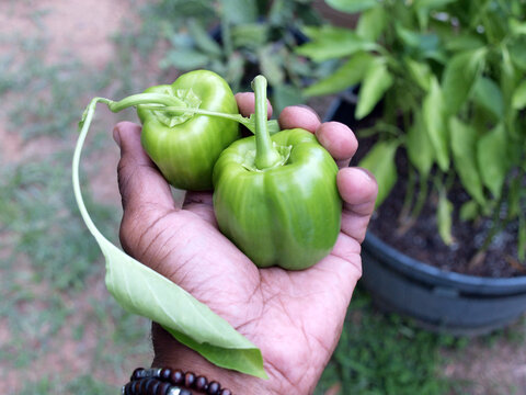 home garden - green peppers in hand