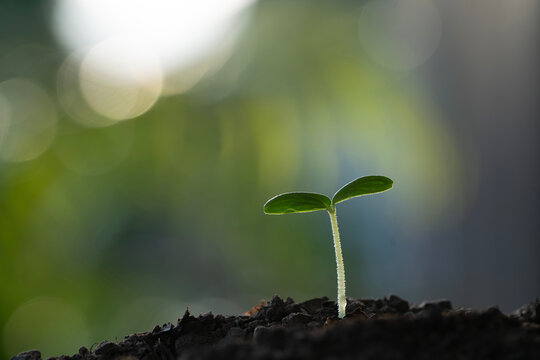 Organic home growth sweet muskmelon sprout macro close up