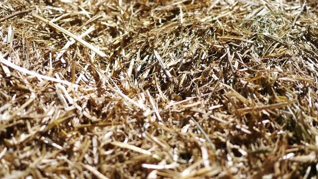 Cinematic Hay with Shallow Depth of Field - Farm Fall Concept