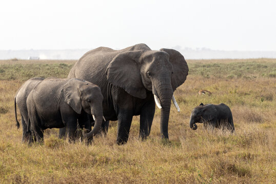 African elephant breeding herd including a large adult matriarch, a juvenile, and a small baby calf standing in the dry grass savanna of Amboseli National Park, Kenya