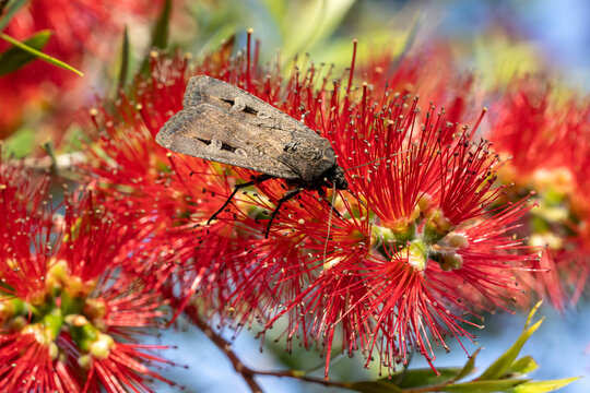 Australian Endangered Bogong Moth feeding on a Botttlebrush flower