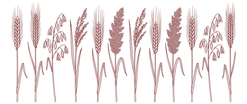 Set of agricultural cereal crops featuring wheat rye oat and millet grain stalks collection.