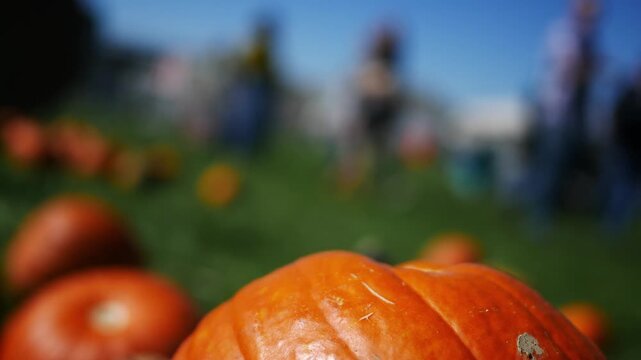  Foreground Vibrant Pumpkin at Fall Autumn October Festival