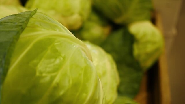  Large Cabbage Sitting in Farm Market or Grocery Store