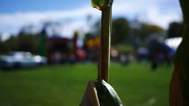  Looking Through Cornfield at October Fall Autumn Festival 