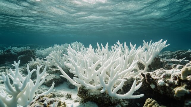 bleached coral surrounded by healthy coral fragments; ocean warming generative ai