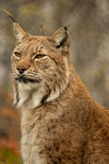 The Norwegian lynx is Scandinavia's largest wild cat, inhabiting forests across most of Norway © Afonso Farias