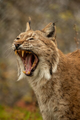 The Norwegian lynx is Scandinavia's largest wild cat, inhabiting forests across most of Norway © Afonso Farias
