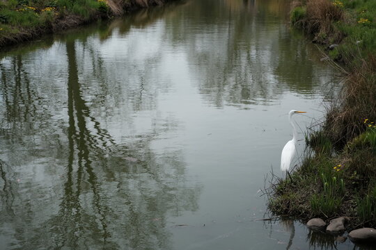 great egret (ardea alba), also known as the common egret, large egret, great white egret, or great white heron on a bed of rocks by a peaceful reflective pond