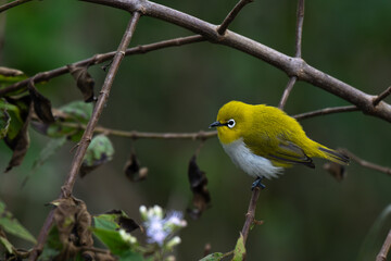 Fototapeta premium A small Indian white eye perching on a slender tree branch in its natural forest habitat. The background is surrounded with branches and leaves with lush green blurred.