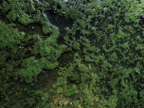 High angle shot of thick, bright green algae and moss floating on dark, stagnant water, creating an organic, abstract pattern full of tiny air bubbles and natural textures.