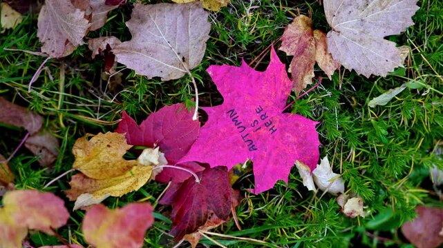 Autumn leaves painted in bright vivid colors on backdrop of seasonal trees. Decorative foliage features handwritten text AUTUMN IS HERE lettering. Warm fall tones, woodland scenery and blurred