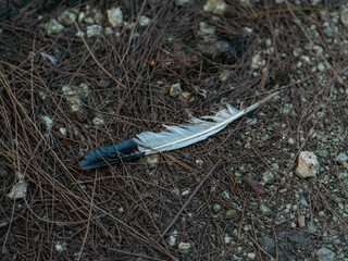 A black-and-white bird feather lies on the dry pine needles and stones. Forest floor and wild nature. Outdoor environment. © AncientAftertone