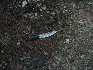A black-and-white bird feather lies on the dry pine needles. Forest floor and wild nature. Natural outdoor environment. © AncientAftertone