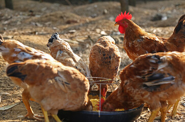 Brown free-range hens and a rooster with a bright red comb eating corn feed from a round feeder on a sunny rural farm in Vietnam © mediavn