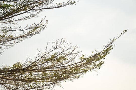 Tree branches with small green leaves isolated on white background. Tropical terminalia mantaly tree bough foliage.