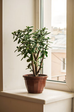 Jade plant in brown pot on windowsill with soft urban background