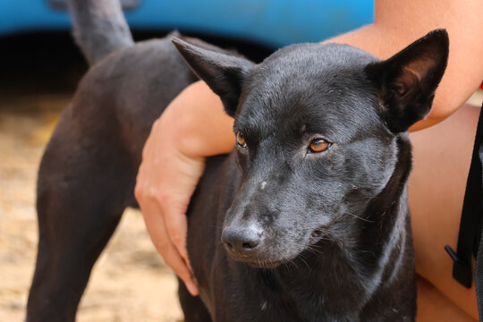 Black dog with pointed ears receives gentle human affection outdoors, showing calm alertness and glossy fur against warm natural background