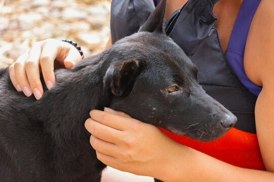Black dog receiving gentle affection from smiling woman outdoors, creating warm bond between pet and human companion