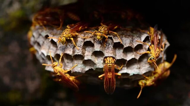 Paper wasps actively tending a gray fibrous nest with hexagonal cells in a shaded natural setting