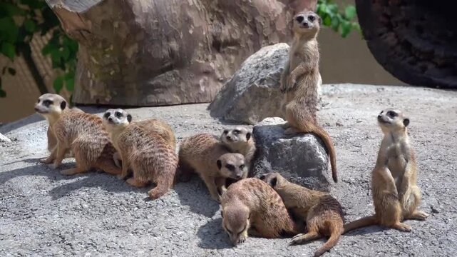 Meerkats in a zoo enclosure displaying natural social behavior: one stands sentinel on a rock while others forage, groom, and vocalize on gravel ground under bright daylight