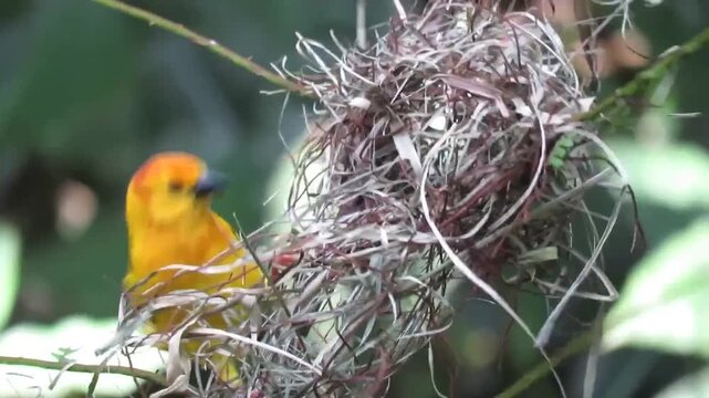 Vibrant yellow weaver bird actively constructing a woven grass nest in dense green foliage