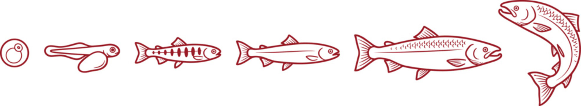 Salmon Life Cycle Vector Set with Egg Alevin Fry Parr Smolt and Adult Fish Growth Stages for Biology Infographic Designs