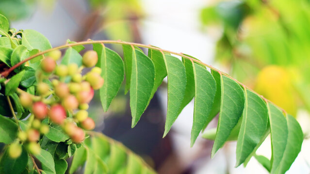 Curry leaves. Used in various culinary dishes in India, Sri Lanka, Bangladesh, and Indonesia.