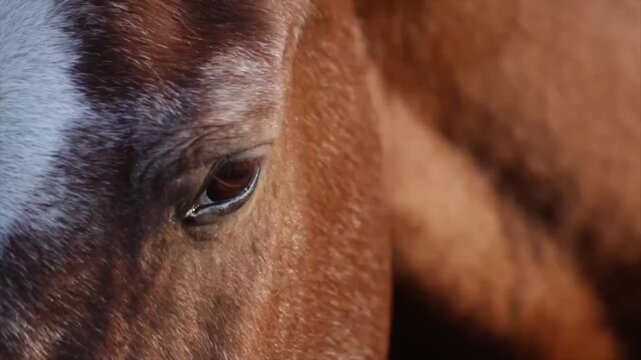 Horse eye in extreme close-up, blinking slowly with rich brown iris and coarse textured coat under soft natural light