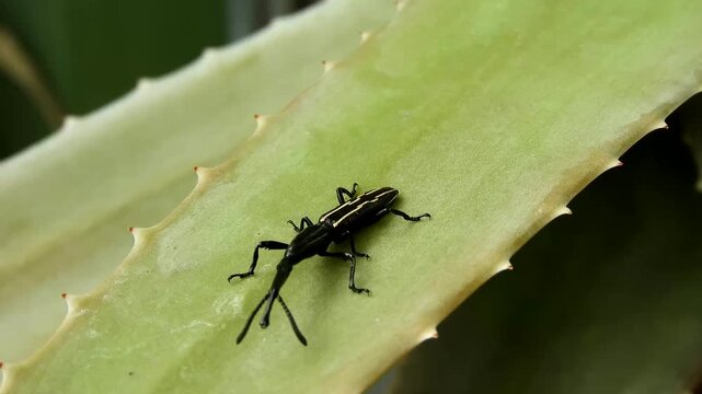 Black and yellow-striped weevil walking slowly across a fleshy green aloe leaf with serrated edges in natural daylight