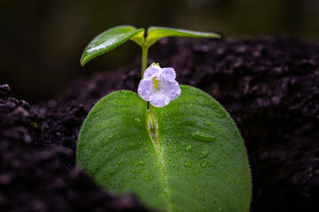 Plants of the genus Microchirita (family Gesneriaceae), which typically grow in limestone crevices or moist areas within limestone forest habitats. © Sanpatch Chindathong