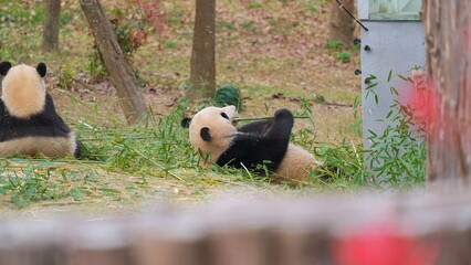 peeking giant panda enjoying food and resting on the ground while the other panda sitting alone in the back, two giant panda in the wild © ElizabethGo