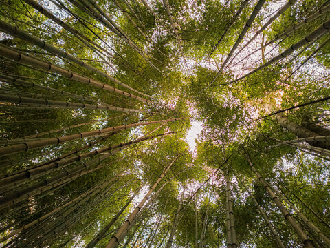 A serene lowangle view of a bamboo forest canopy reaching toward the sky. This peaceful nature scene evokes feelings of harmony, growth, and calm. Great for wellness designs. Nobody.