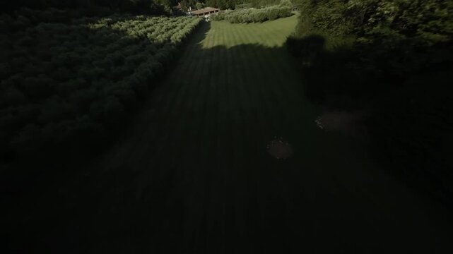 Dynamic FPV drone footage flying low between trees and over lush countryside in the Colli Berici near Vicenza, Italy.