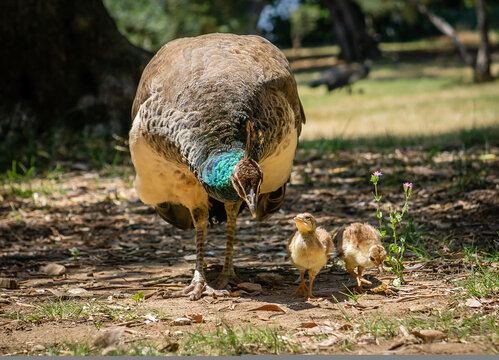 Mother peacock escorting her little chicklet babies on Otok Lokrum in Dubrovnik, Croatia