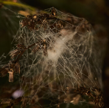 Spider web with dew drops.